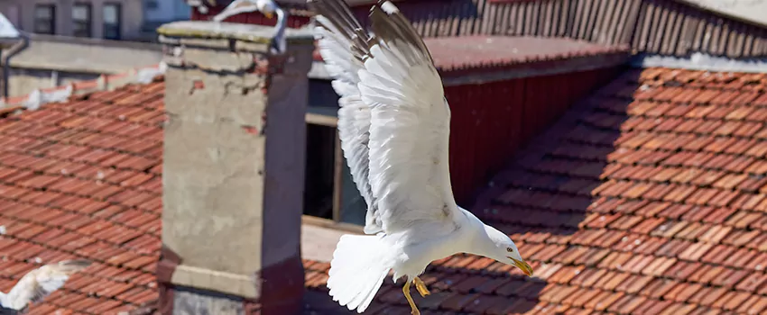 Residential Chimney Animal Removal Solution in Eugene, OR