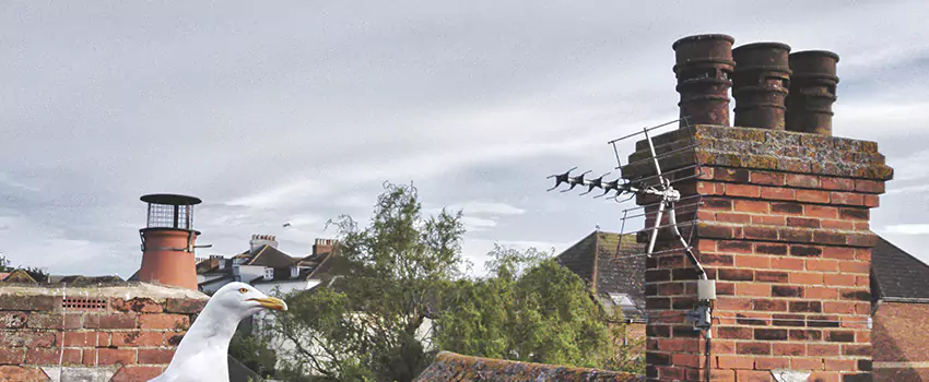 Chimney Cleaning And Restoration in Eugene, Oregon